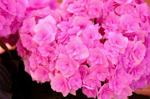 紫陽花 紫陽花,花,梅雨の写真素材