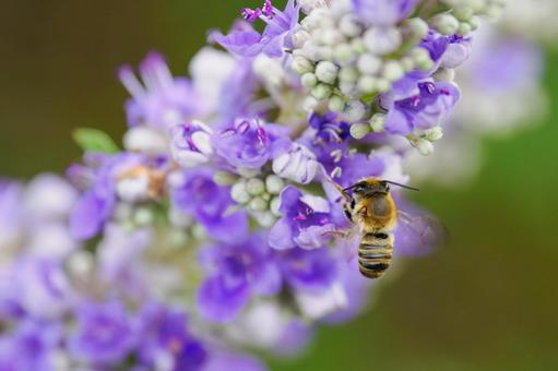 Photo, flower, bee, carrot carrot, 