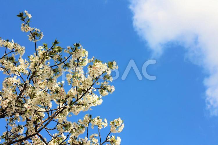 桜と青空　白い雲 サクラ,櫻,桜の写真素材