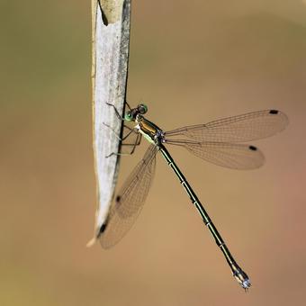 Large Blue Damselfly, JPG Large Blue Damselfly, JPG