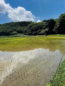 夏の田んぼ 夏の田んぼ 田んぼ,田植え,田園の写真素材