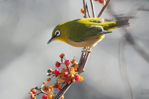 ツルウメモドキにメジロ メジロ,小鳥,野鳥の写真素材
