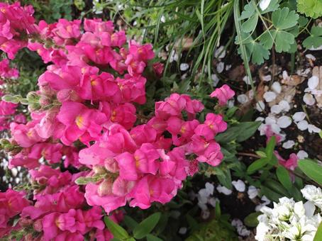 花 花の写真
