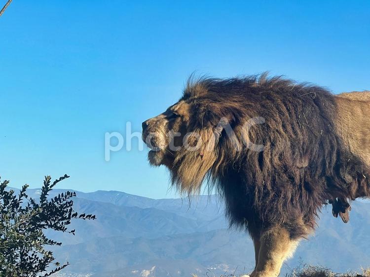 獅子吼 ライオン,猛獣,動物の写真素材