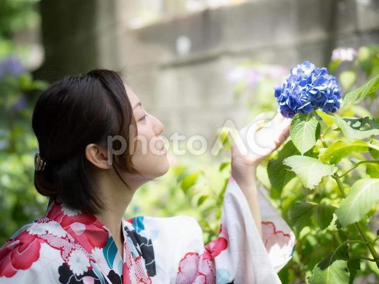 32：紫陽花を見る浴衣の女性 あじさい,浴衣,紫陽花の写真素材