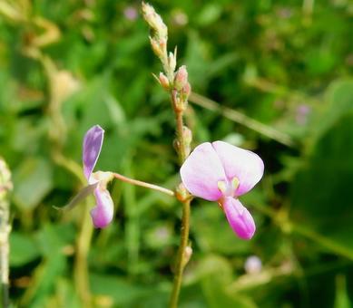 【花の写真】萩の花 ハギ,萩,花の写真素材