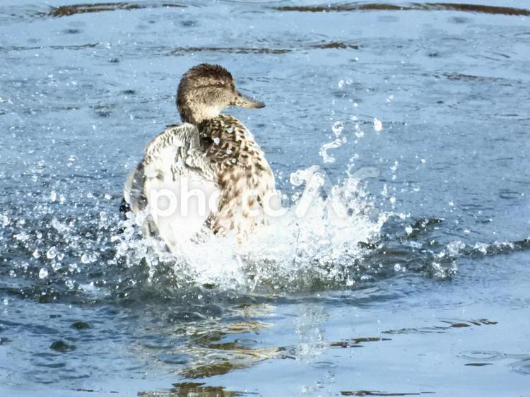 川面で羽ばたくコガモ 鳥,野鳥,コガモの写真素材