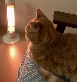 猫 猫 茶トラ,ペット,暖房の写真素材