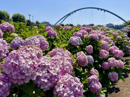 ふれあい橋とアジサイ(紫陽花) ふれあい橋とアジサイ(紫陽花) アジサイ,紫陽花,ふれあい橋の写真素材