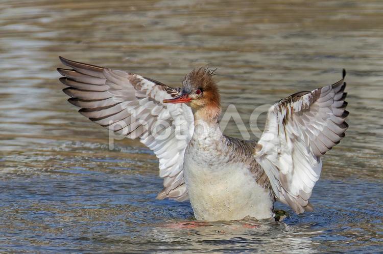 翼を広げるウミアイサ ウミアイサ,カモ,鴨の写真素材
