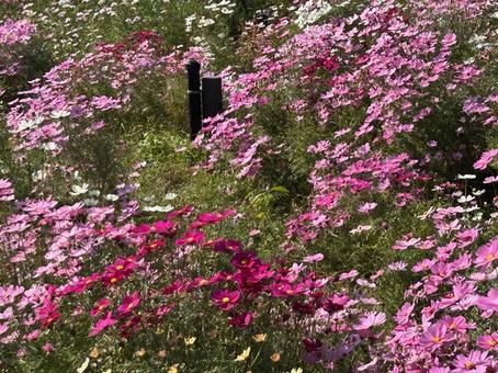 コスモス コスモス,コスモス畑,秋桜の写真素材