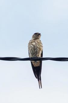 電線にツバメが1羽02 電線にツバメが1羽02 ツバメ,鳥,野鳥の写真素材