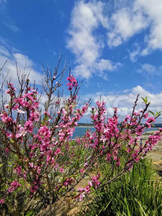 南半球　シドニーの桜 自然,植物,屋外での写真素材