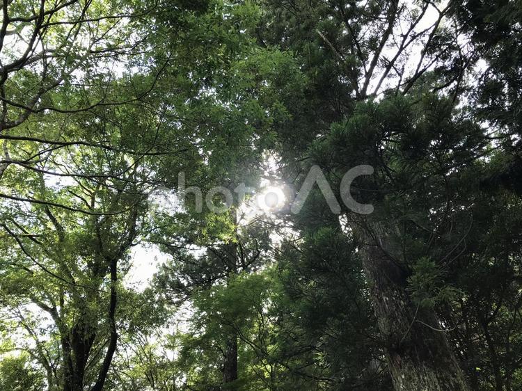 木漏れ日 木,自然,晴れの写真素材