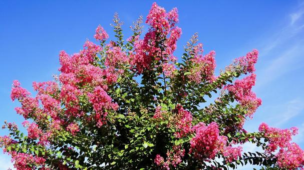 百日紅-235 百日紅-235の写真