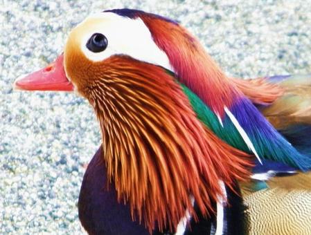動物園の愉快な仲間たち 動物園の愉快な仲間たちの写真