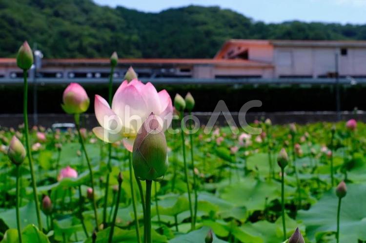 ヤマサ蓮池公園 蓮,はす,ハスの写真素材