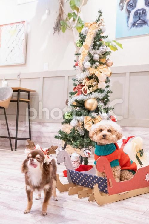 クリスマスツリーとトイプードルとチワワ トイプードル,トイプー,xmasの写真素材