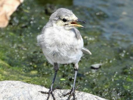 石の上に立つハクセキレイの幼鳥 石の上に立つハクセキレイの幼鳥の写真