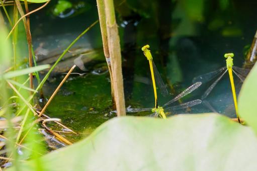 Photo, dragonfly, key dragonfly, insect, 
