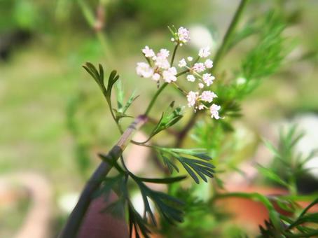 パクチーの花 パクチーの花の写真
