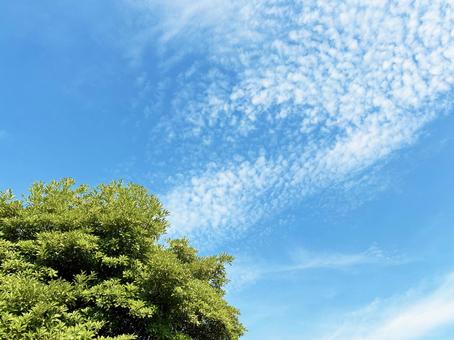 穏やかな空模様と日を浴びる木の葉 穏やかな空模様と日を浴びる木の葉 空模様,空,雲の写真素材