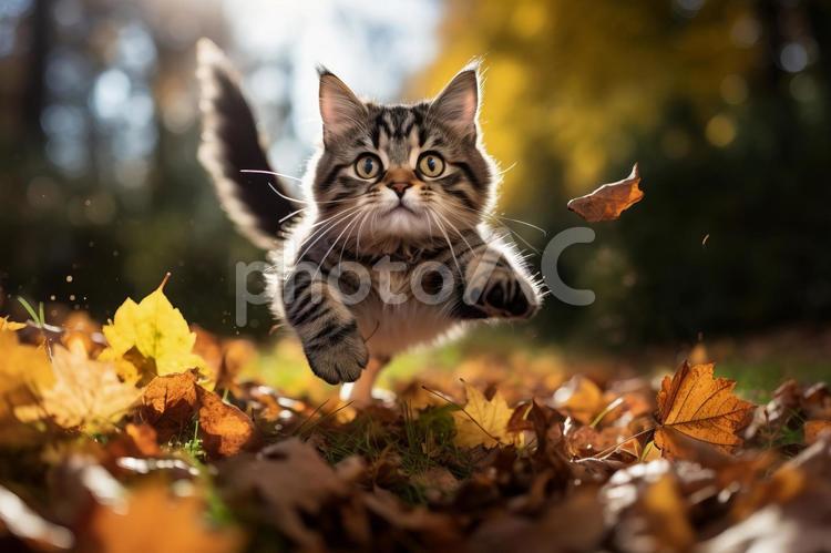 紅葉の中を走る猫 猫,紅葉,落ち葉の写真素材