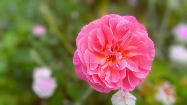 ピンク色の薔薇 ピンク色の薔薇の写真
