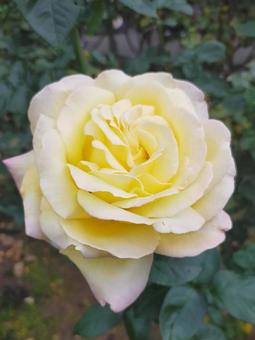 薔薇 薔薇の写真
