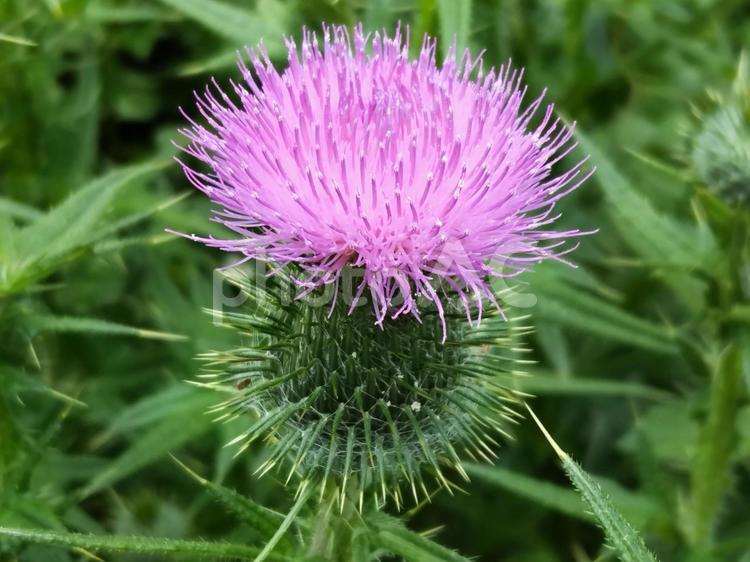 アザミの花が咲きました 花,アザミ,紫色の写真素材