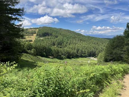 入笠山の花畑の風景(夏) 入笠山の花畑の風景(夏) 入笠山,花畑,花の写真素材