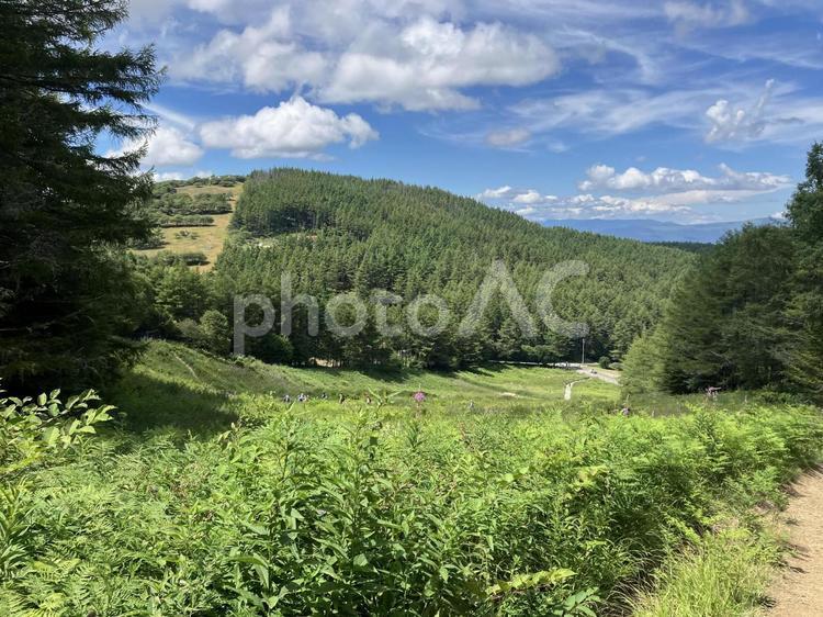 入笠山の花畑の風景（夏） 入笠山,花畑,花の写真素材