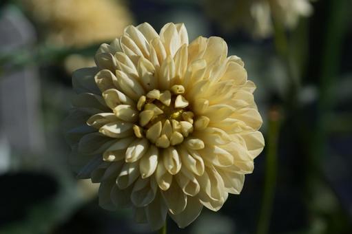 ダリア（マドレーヌムーン） ダリア,マドレーヌムーン,クリーム色の写真素材