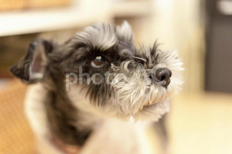 飼い主を見つめるミニチュアシュナウザー 犬,ちょうだい,愛犬の写真素材