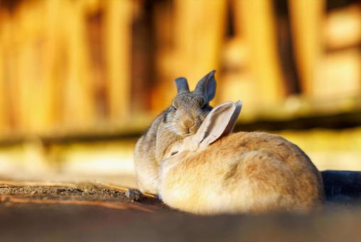大久野島の兎 うさぎ,大久野島,子うさぎの写真素材
