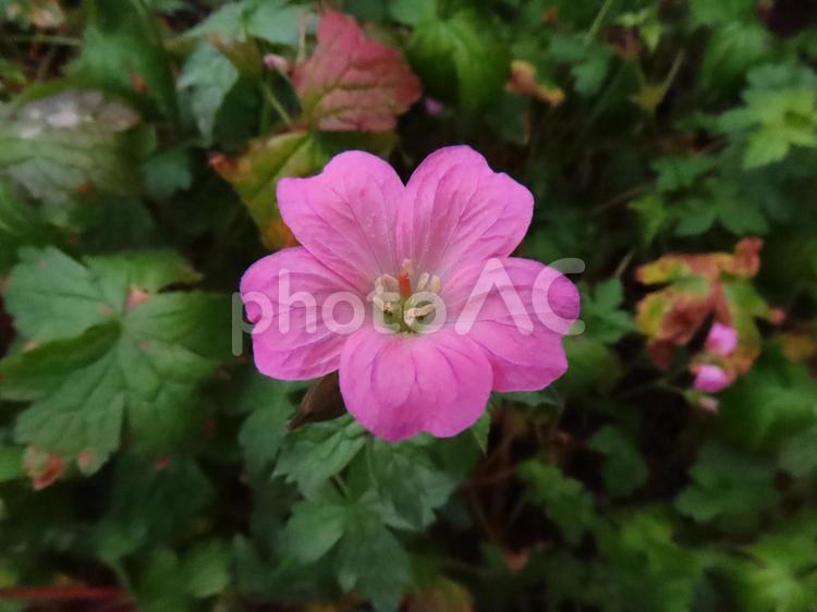 可憐なフウロソウ フウロソウ,ゲラニウム,ピンクの花の写真素材
