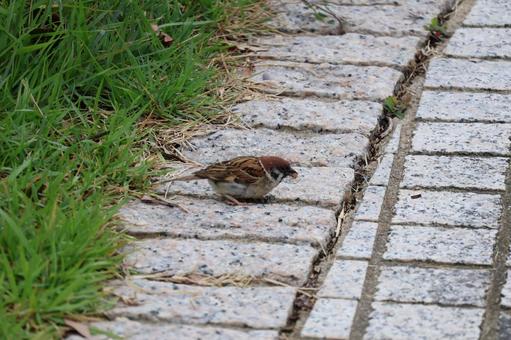 石畳の上の餌をくわえたすずめ 石畳の上の餌をくわえたすずめの写真