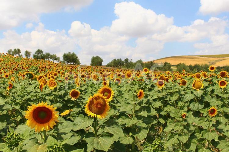 スペイン　アンダルシアのひまわり畑 ひまわり,スペイン,夏の写真素材