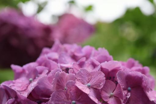 Hydrangea, JPG