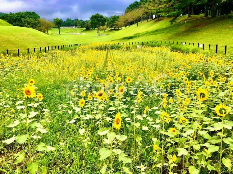 ひまわり畑 ひまわり,ひまわり畑,夏の花の写真素材