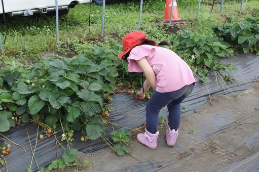 Photo, strawberry, strawberry picking, fruit picking, 