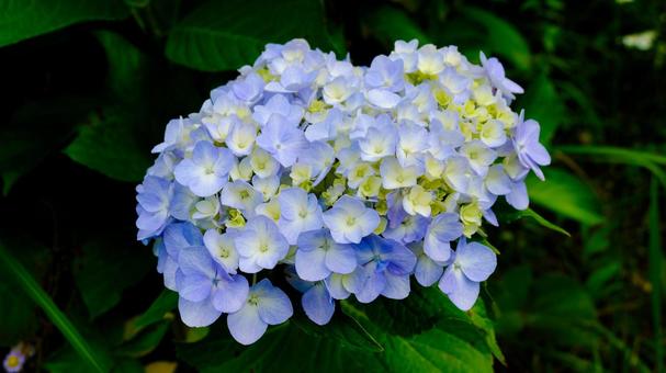 Photo, hydrangea, flower, rainy season, 