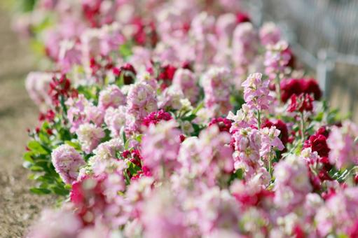 Photo, natural, flower, pink, 
