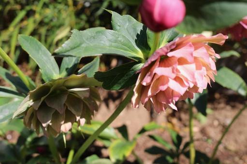 Photo, christmas rose, spring, tokyo, 