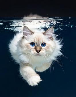 泳ぐ猫 泳ぐ猫の写真