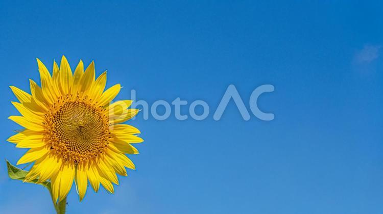 向日葵だけ　テキストスペース　素材 向日葵,ひまわり,ヒマワリの写真素材