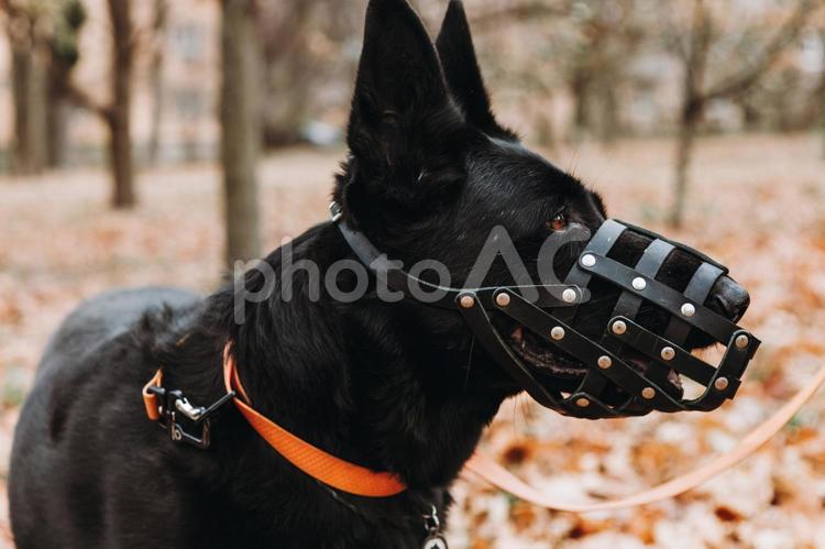 横向きでマズルガードをするシェパード シェパード,犬,首輪の写真素材