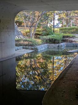 立冬前の横浜市北部の公園樹木の紅葉 晩秋,紅葉,公園樹木の写真素材