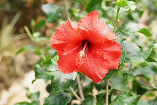 一輪のハイビスカス 南国の花 一輪のハイビスカス 南国の花の写真