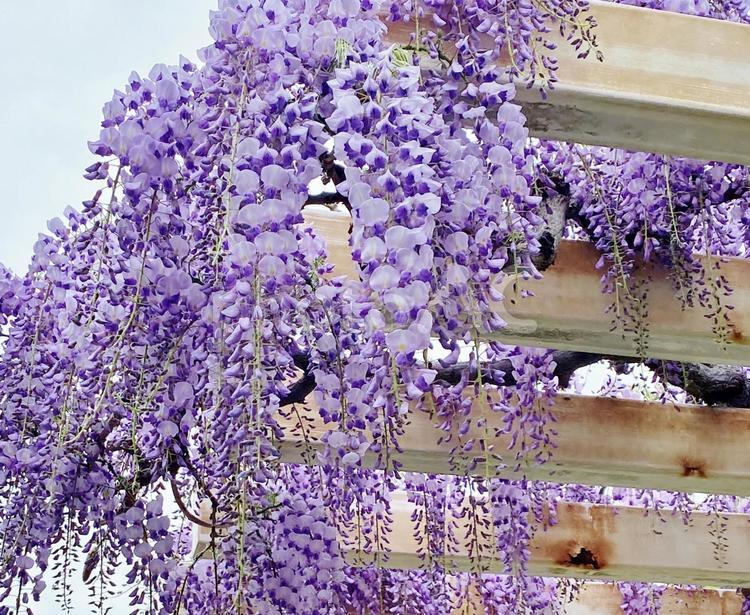 藤の花のある風景 藤,藤棚,フジの写真素材